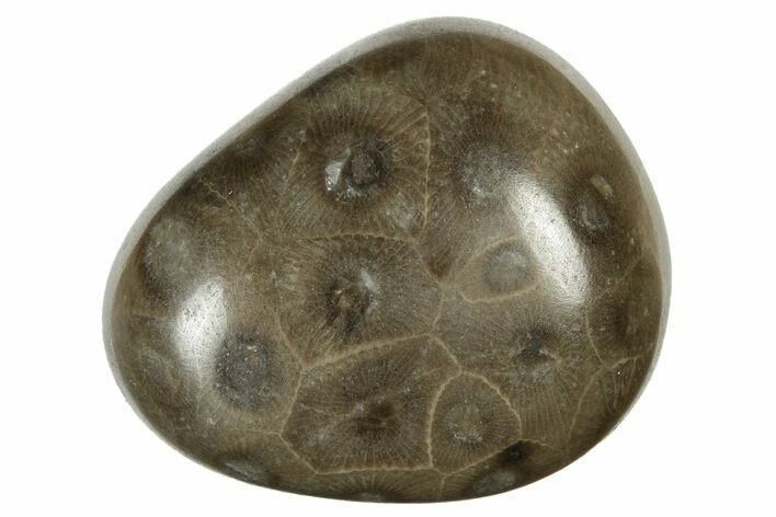 Polished Petoskey Stone (Fossil Coral) - Michigan #237289